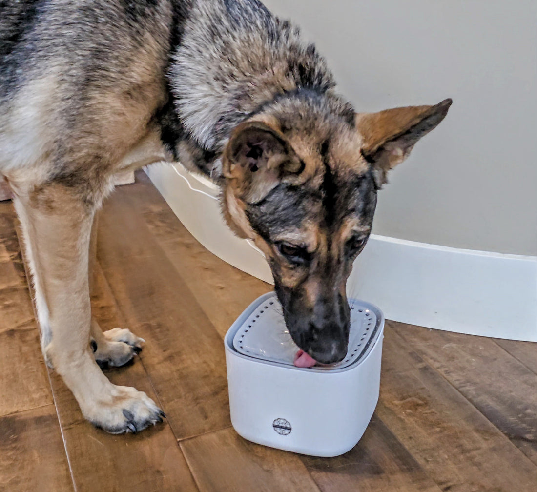 New Shungite Pet Water Fountain!